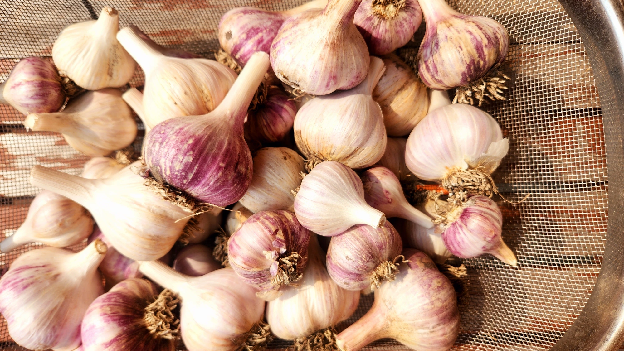 Freshly harvested hardneck garlic from The Garlic Hog farm