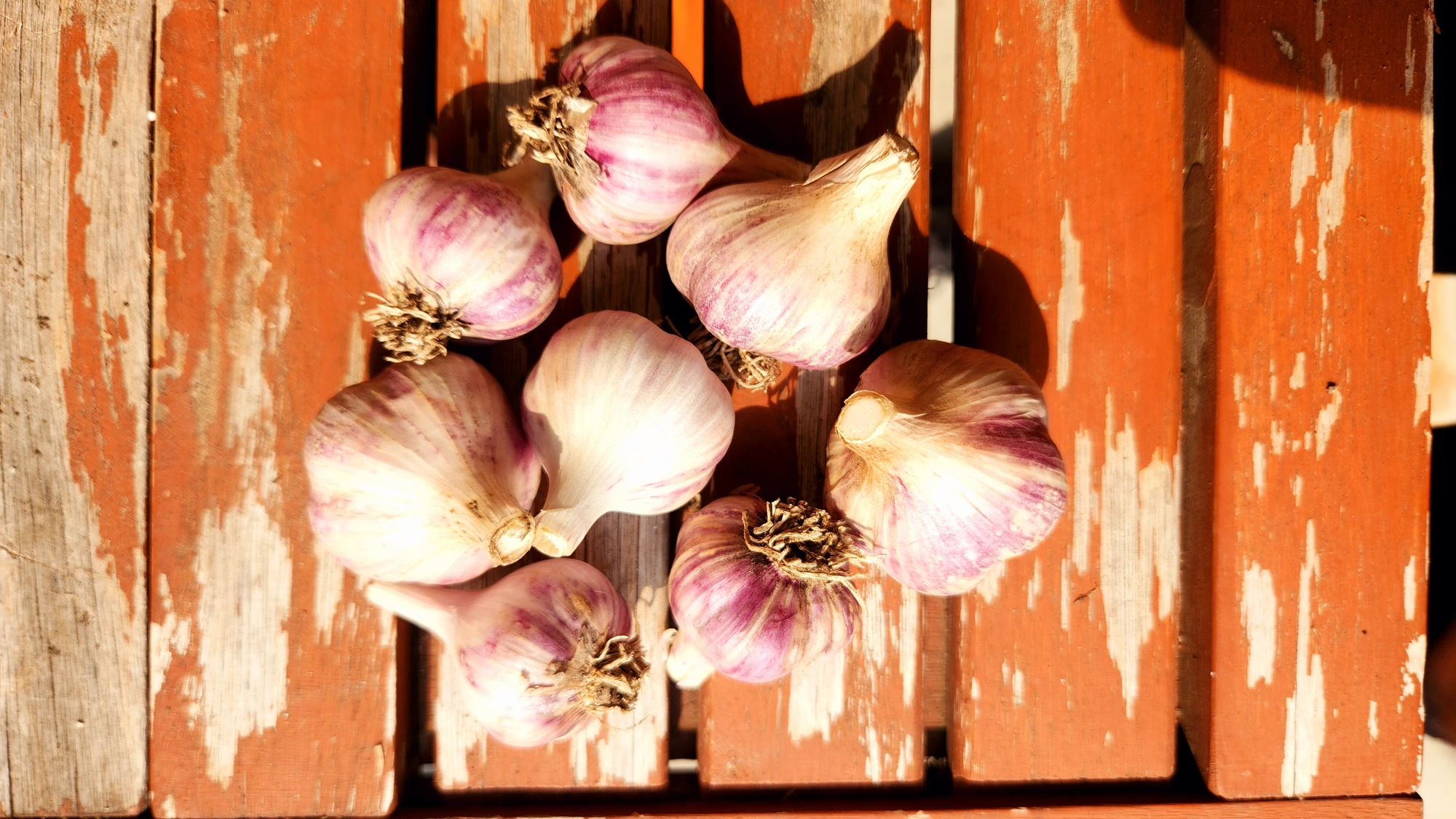 This season's bulbs, bench-cured