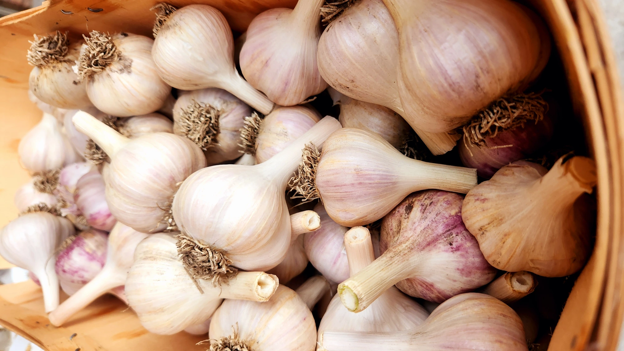 Hardneck Asiatic Garlic