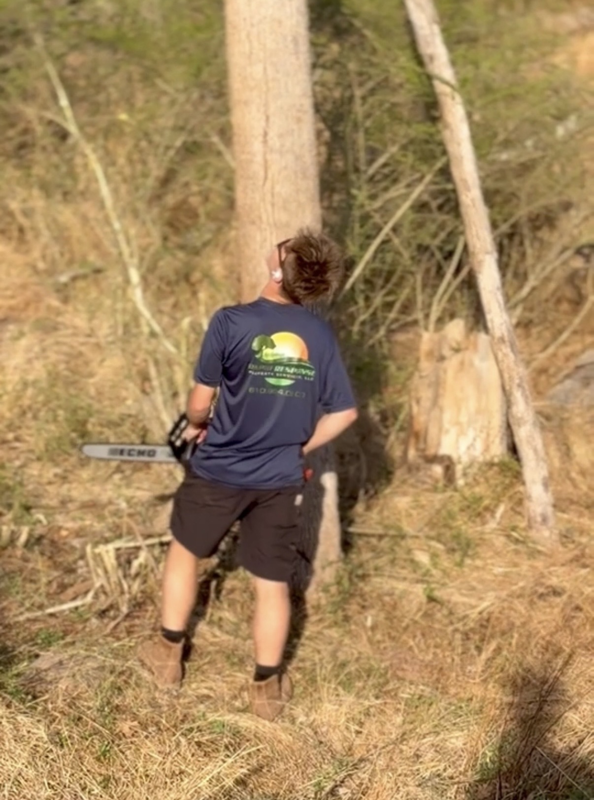 Tree Service / Land Clearing — photo 2